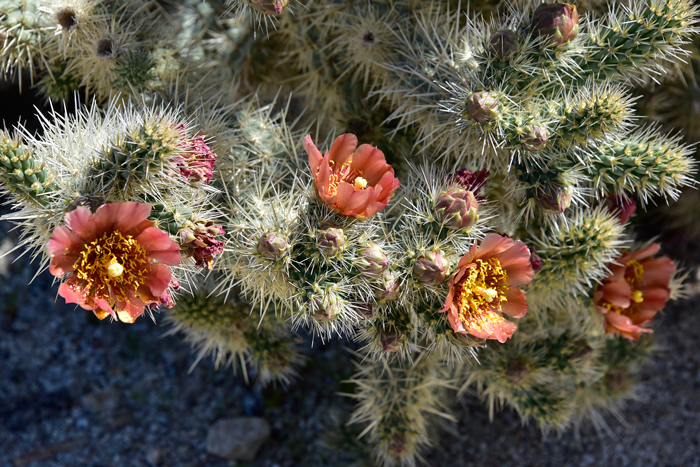 Gander's Buckhorn Cholla is a rare cactus in the United States found east of San Diego, California. The Cholla may be common in optimal locations. Cylindropuntia ganderi 